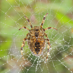 Poster - Closeup shot of a spider hanging from the spider web in the nature