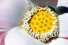 Dramatic Artistic Macro Closeup Petals Of Bloomimg Of Waterlily, Lotus Flower.