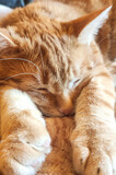 Fototapeta Zwierzęta - Śpiący kot