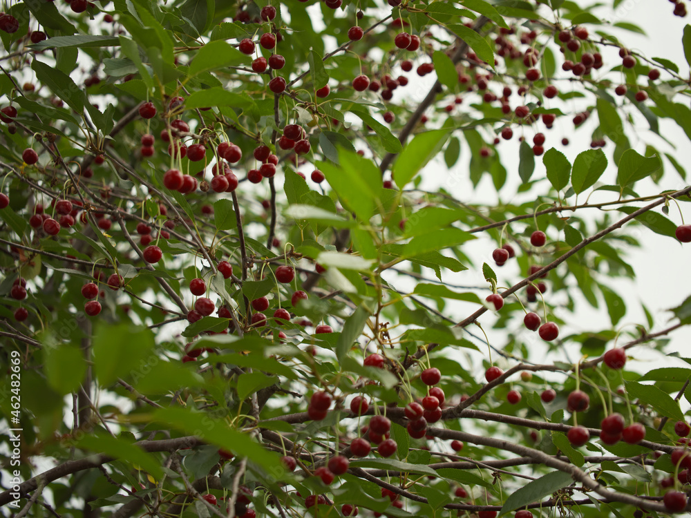 Lots of ripe cherries on the branches of the tree. Branches of a cherry tree.