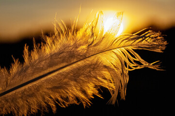 feather on the background of the sun