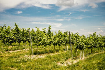 Wall Mural - Vineyards, Palava, Moravia region, Czech Republic. Palava and Devin highest mountain of Pavlov Hills, Czech republic.