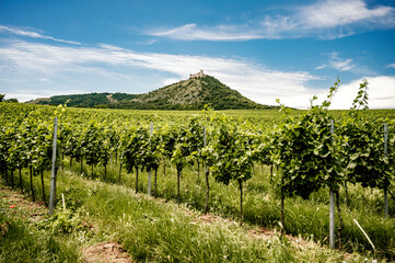 Wall Mural - Vineyards, castle Devicky, Palava, Moravia region, Czech Republic. romantic ruin in Palava and Devin highest mountain of Pavlov Hills, Czech republic, hiking holiday