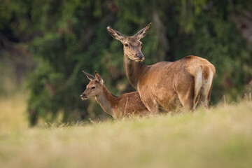 Wall Mural - two red deer, cervus elaphus, standing on field in summertime nature. mother and calf observing on g