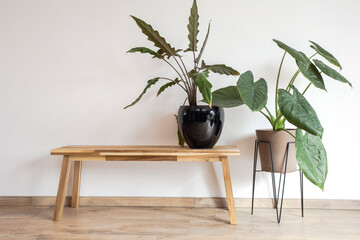 Modern interior hallway or living room in the Scandinavian style. Wooden bench and two stylish green house plants