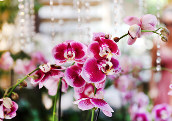 Sticker - pink orchids