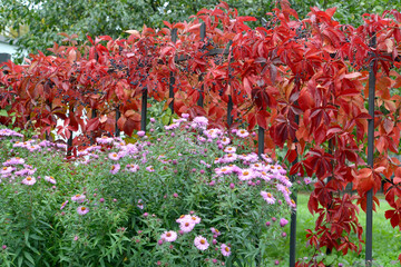 Flowering of Virgin Asters (Symphyotrichum novi-belgii (L.) G.L.Nesom) against the background of maiden five-leaf grapes