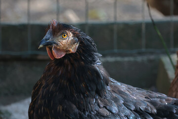 Wall Mural - Closeup shot of domestic chicken on a farm