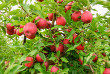 A Bounty Of Apples Ready For Harvest At An Orchard In Michigan.