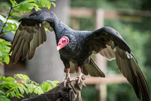 A Turkey Vulture Closeup In A Falconry In Saarburg, Copy Space