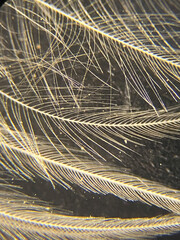 Wall Mural - photo of bird feather under microscope