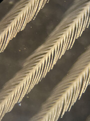 photo of bird feather under microscope