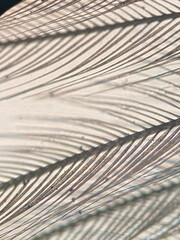 Wall Mural - photo of bird feather under microscope