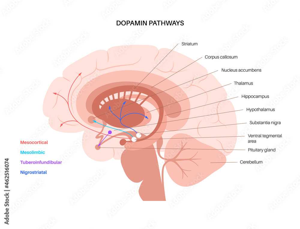 Dopamine pathway concept Stock Vector | Adobe Stock