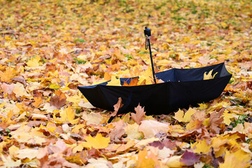 On ground, covered with yellow autumn leaves, lies an inverted black umbrella filled with fallen leaves. Hello, autumn. Copy space