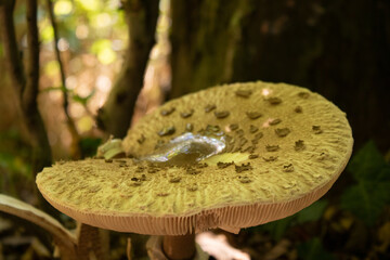 Wall Mural - Close-up shot of a wild, greenish mushroom growing in a forest