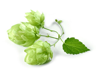 Wall Mural - hop plant isolated