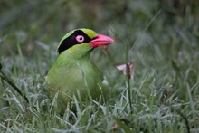 Nature Wildlife Image Of Green Birds Of Borneo Known As Bornean Green Magpie