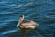 Close Up Of A Juvenile Brown Pelican Swimming In The Water