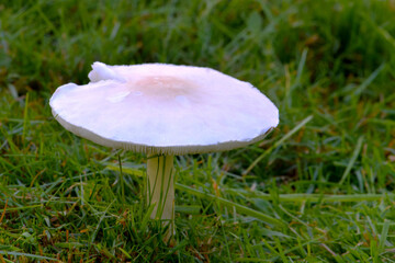 Canvas Print - White Mushroom on Green 07