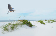 Great Blue Heron Flies Over A Beautiful White Sand Beach Of The Northern Gulf Coast Of Florida