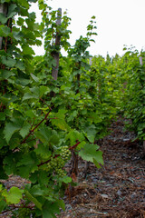 Wall Mural - Close up texture background view of white Riesling grapes maturing on the vine in a European vineyard in Germany