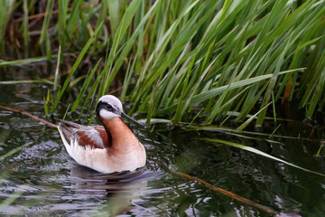 Poster - Wilson's Phalarope bird on water