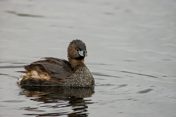 Poster - Closeup of Pied-billed Grebe swimming on wa