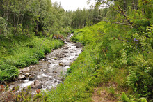 A Small Mountain River Flows Through The Forest Going Down From The Mountains.
