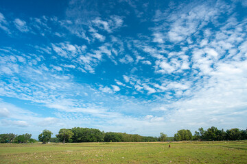 Wall Mural - blue sky and white clouds.