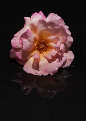 Sticker - Vertical shot of blooming pink rose with reflection on a black surface