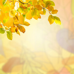 Wall Mural - autumn nature card with leaves