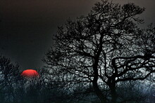 Red Sun Setting Behind Treetops, England, UK