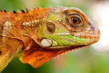 Close-up Portrait Of A Super Red Iguana, Indonesia