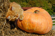 Cats on a farm among hay and large pumpkins