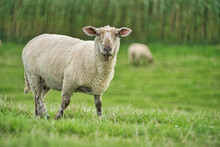 Portrait Of A Sheep Standing In A Meadow, East Frisia, Lower Saxony, Germany