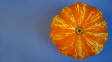 Wall Mural - an orange pumpkin lies on a blue background. a kind of superhow. autumn