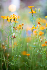 Sticker - Vertical shot of blooming marigold against bokeh background