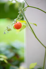 Poster - Vertical shot of ripe tomato on the backyard