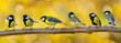 Group of little songbirds perching on branch of tree on autumn background. Great tit ( Parus major)