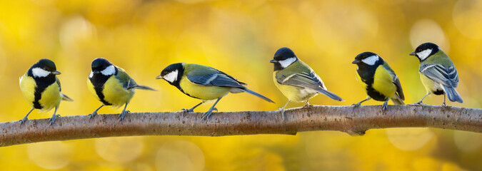 group of little songbirds perching on branch of tree on autumn background. great tit ( parus major)