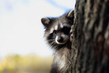 Fototapeta Morze - raccoon in the autumn forest