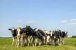 © Clara - Playful cows together in a group, bunch of heifer, in a green field blue sky