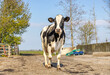 Dairy cow walking in a farmyard to the milking robot, fully in view