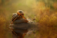 Small Snail On Top Of A Larger Snail On A Rock By A River, Indonesia