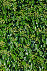 Naklejka na meble Gemeiner Efeu, Hedera helix, mit Blütenknospen