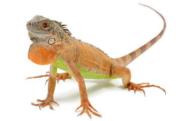 Red iguana (Iguana iguana) on white background