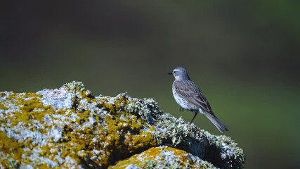 Wall Mural - Water pipit (Anthus spinoletta). Picos de Europa Regional Park. Mountains of Leon. Province of Leon, Castilla y Leon, Spain, Europe