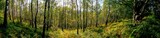 Fototapeta Dmuchawce - Panorama of birch forest in the mountains. In early autumn, the fern turns yellow.