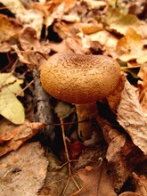 Orange Wild Mushroom Growing In Autumn Forest Among Brown Dry Foliage.